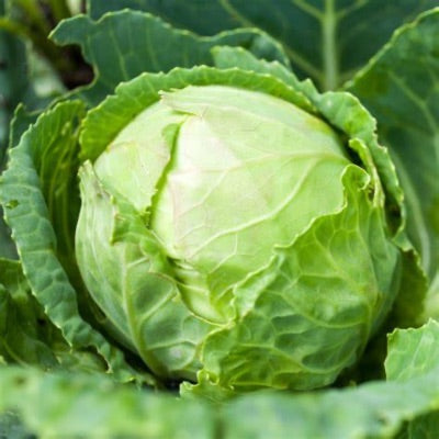 Organic Green Cabbage Default Title