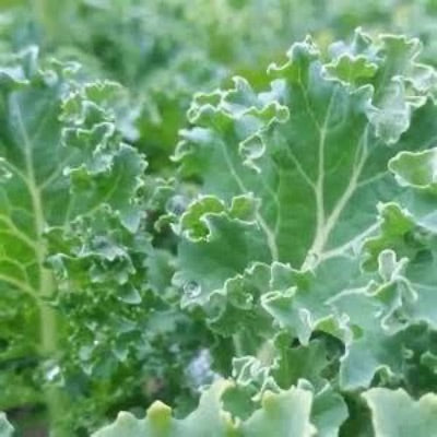 Organic Kale Fresh Default Title